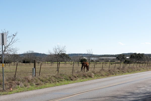 horse Bulverde Lane